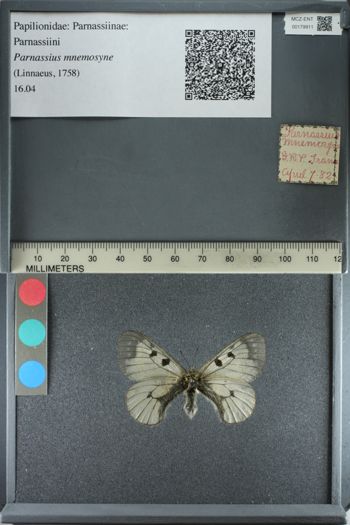 Media type: image;   Entomology 179911